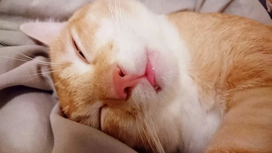 猫睡觉打呼噜