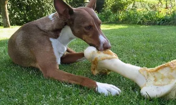 狗狗专用零食
