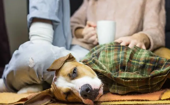 狗狗误食吃了老鼠药的老鼠怎么办