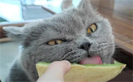 猫能吃哈密瓜吗