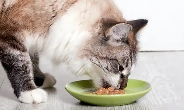 猫咪食欲不振