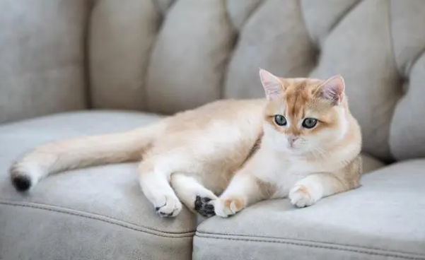 猫咪发情怎么缓解 猫咪发情怎么缓解