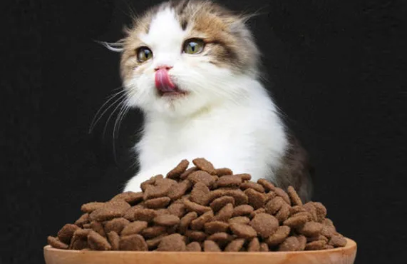 猫粮多少钱一袋