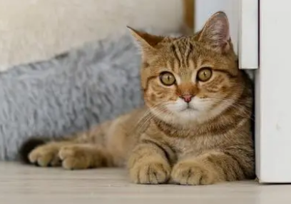 猫咪感冒了会出现什么症状表现