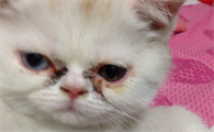 猫眼屎多怎么办