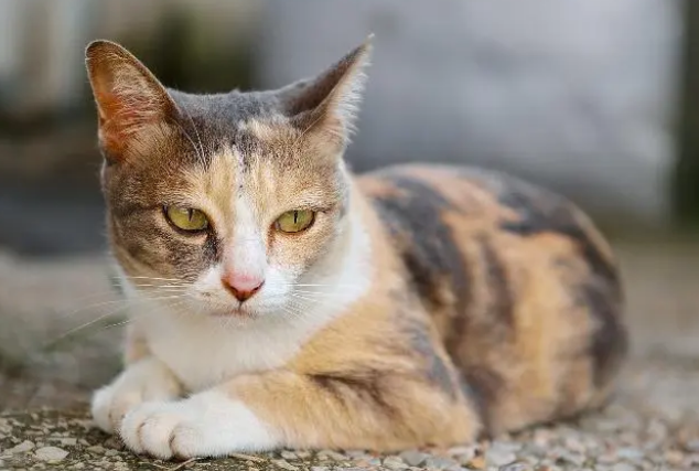 猫四肢抽搐是怎么回事