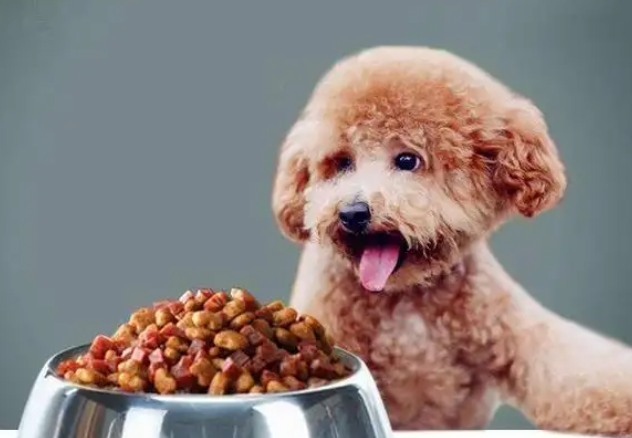 泰迪吃什么食物好啊 泰迪吃什么食物好啊