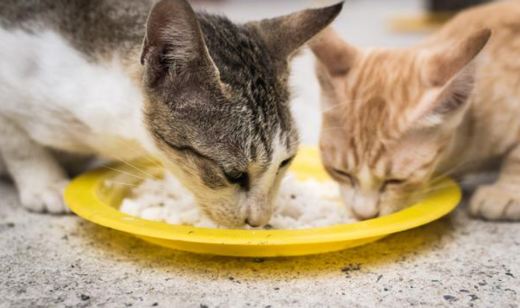 猫能吃狗粮吗一次 猫能吃狗粮吗一次