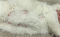 猫咪没奶水,吃点什么东西补充营养
