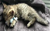 怎么检查猫有没有猫瘟