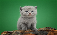猫咪吃草吐了是怎么回事