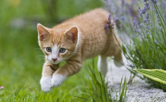 三个月小猫羊奶一次喂几毫升比较好