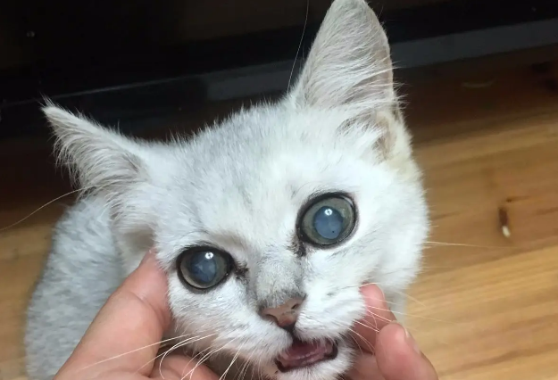 猫眼球上有一小块白膜怎么回事 猫眼球上有一小块白膜怎么回事