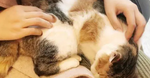 猫咪发情期持续多少天 猫咪发情期持续多少天