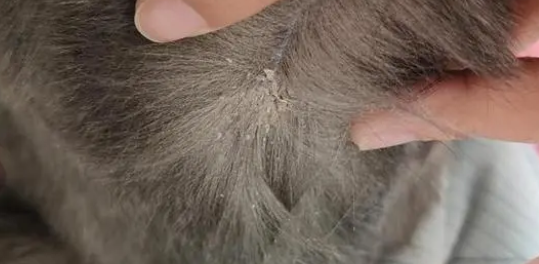猫咪尾巴有头皮屑一样的东西咋办
