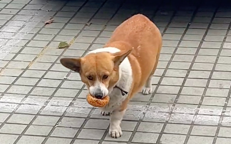 主人在买早餐的时候,狗狗偷偷叼了油条吃 主人在买早餐的时候,狗狗偷偷叼了油条吃