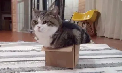给猫咪买了一个猫窝,它却毫无兴趣,这是为什么啊? 给猫咪买了一个猫窝,它却毫无兴趣,这是为什么啊?