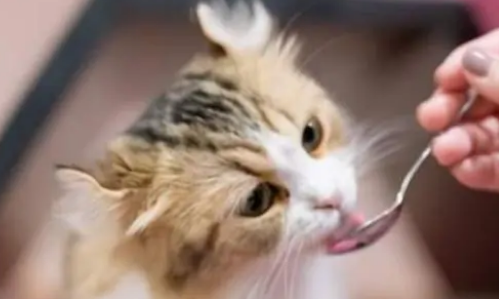 没有猫粮的情况下喂猫吃什么好 没有猫粮的情况下喂猫吃什么好