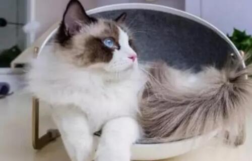 猫咪咳血但是精神很好正常吗 猫咪咳血但是精神很好正常吗