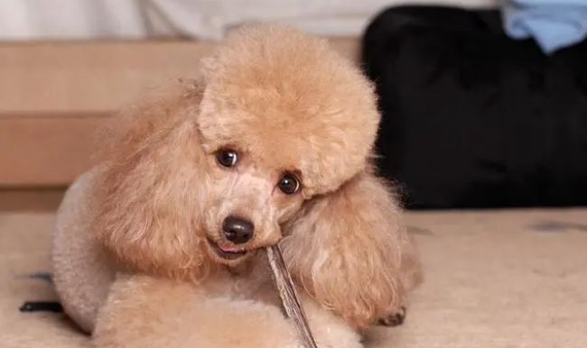 贵宾犬多少钱一只 贵宾犬多少钱一只