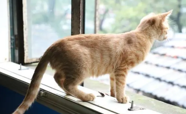 流浪猫全身脏兮兮的，但这气质，就是小公举