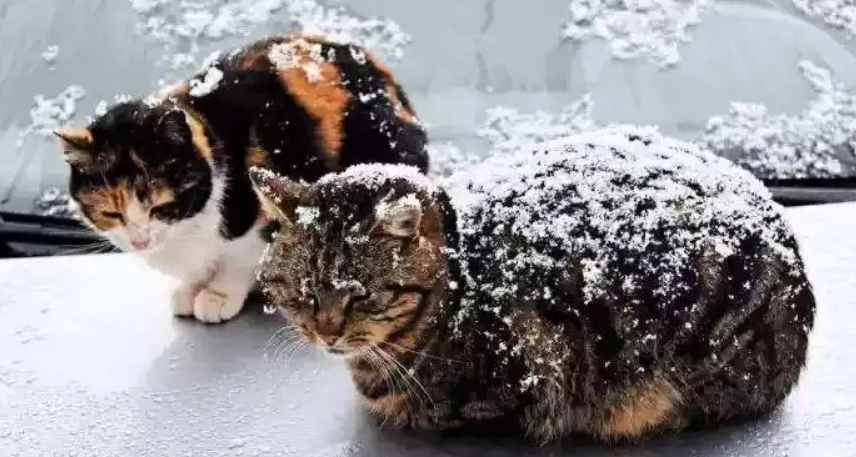 流浪猫冬天会不会冻死呢