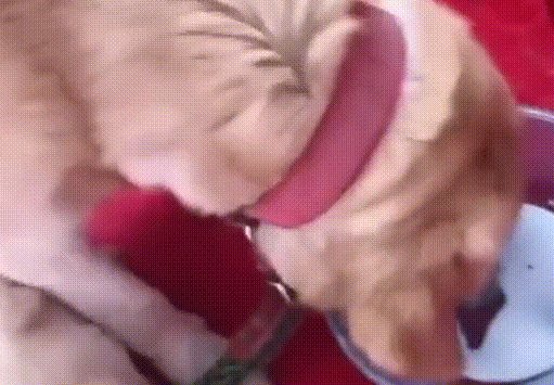 路上偶遇走丢爱犬，时隔一年已生4娃，主人：特别的缘分