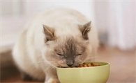 猫可以吃什么零食