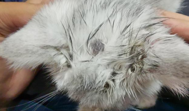 猫癣用药以后越来越红是不是严重了