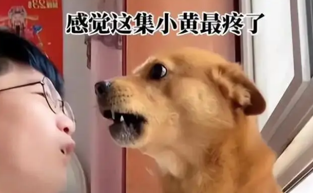 网红狗“小胖”遭主人针扎虐待，被发现称号没了让狗陪葬