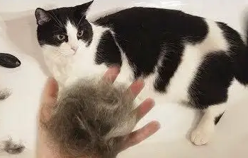 猫什么时候掉毛