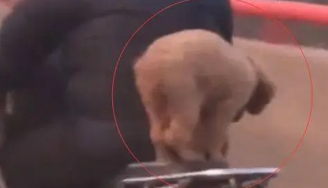 大叔骑摩托车带狗,网友追上去一看,这主人的心真大