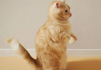 猫双脚站立有什么危害 猫双脚站立有什么危害