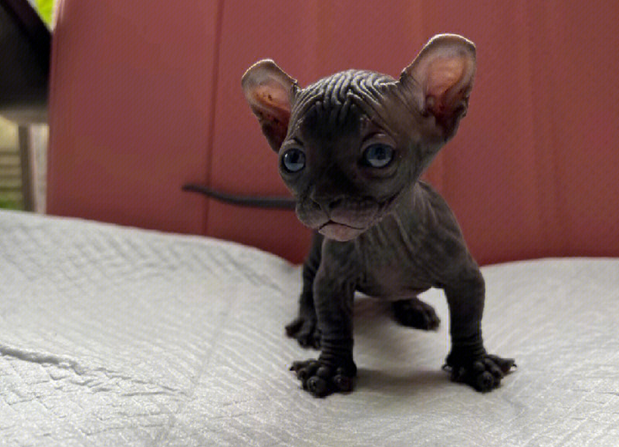 斯芬克司猫多少钱一只?快来看看~ 斯芬克司猫多少钱一只?快来看看~
