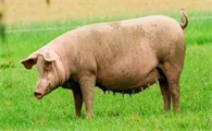 一头成年猪大概有多重？想养的来看看