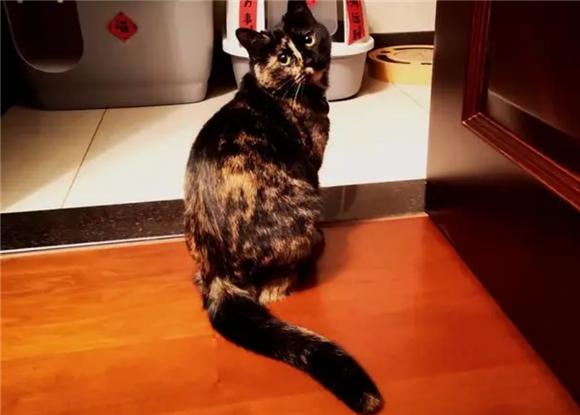玳瑁猫值钱吗?可能与你想的不一样 玳瑁猫值钱吗?可能与你想的不一样