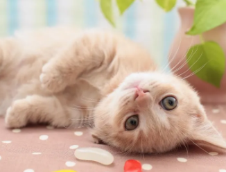 猫咪毛囊发炎怎么治 猫咪毛囊发炎怎么治