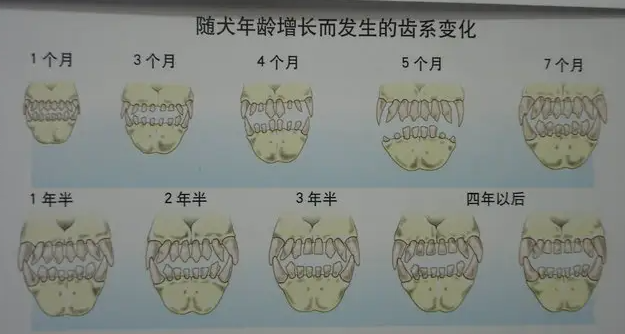 幼犬各阶段牙齿图