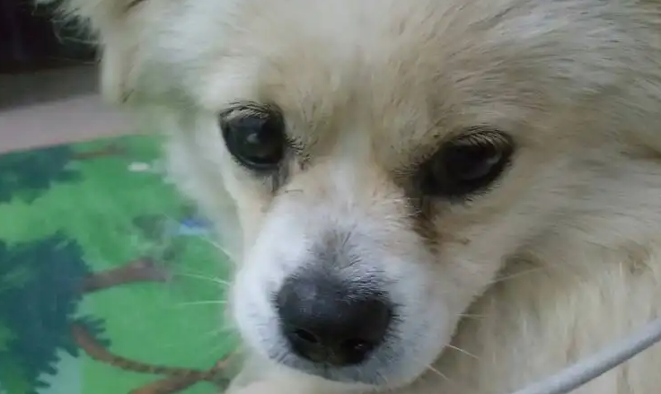 狗突然整个黑眼球都白了怎么回事