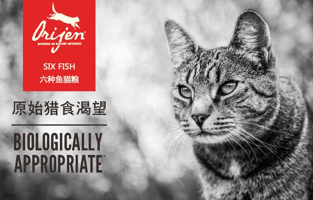 哪种猫粮最好