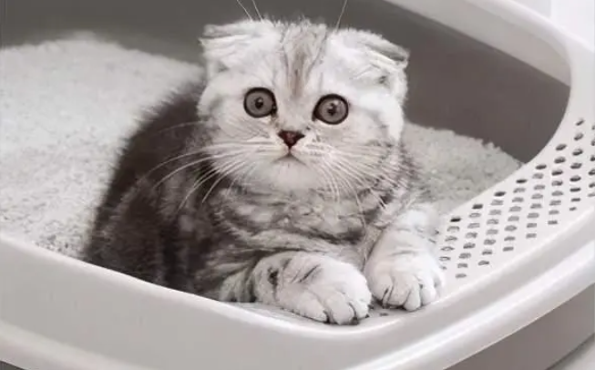 猫咪拉粑粑有血是怎么一回事 猫咪拉粑粑有血是怎么一回事