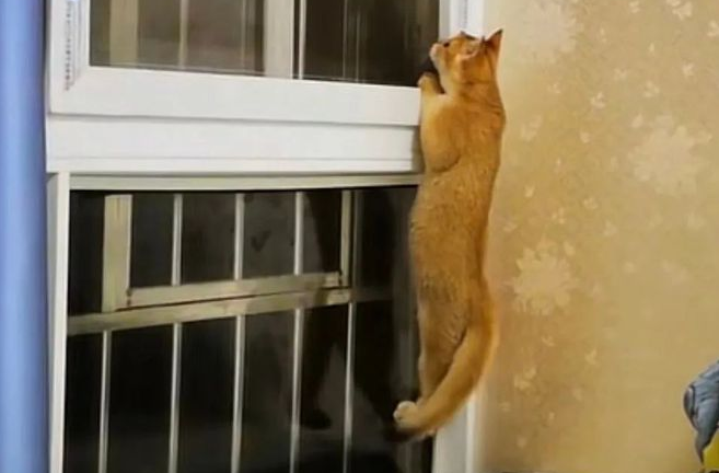 网友家的猫丢失后,流浪猫得知后竟亲自寻回猫咪并领回家! 网友家的猫丢失后,流浪猫得知后竟亲自寻回猫咪并领回家!