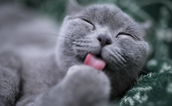 猫咪舔了75医用酒精怎么办