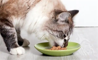 猫咪不吃饭还吐了怎么回事