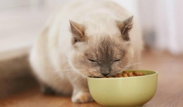 如何挑选猫粮?艾宠鑫猫粮告诉您 如何挑选猫粮?艾宠鑫猫粮告诉您
