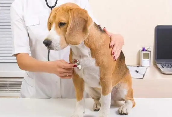 狗狗肺部感染一直喘怎么缓解