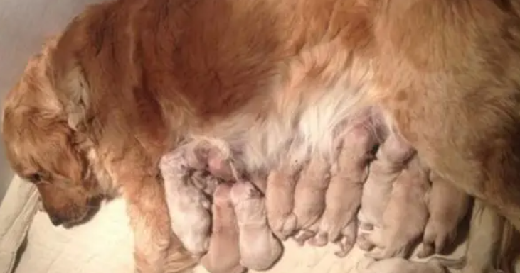 狗狗水泡出来多久会生产