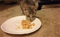 猫可以吃哪种零食