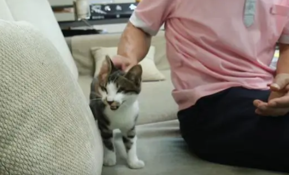 小猫没有双眼,不过遇到好主人,依旧活得好 小猫没有双眼,不过遇到好主人,依旧活得好