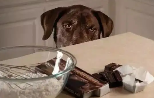 狗不能吃巧克力1
